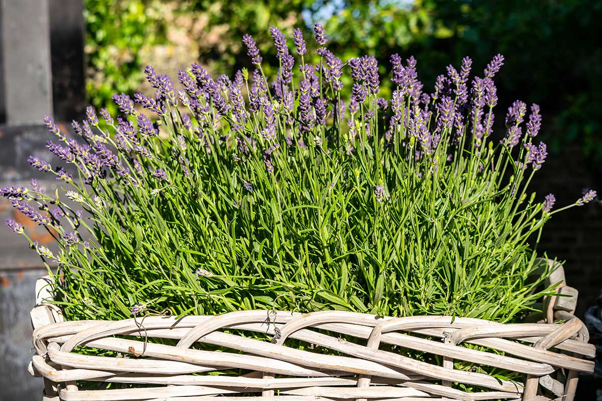 coltivazione della lavanda in terrazza