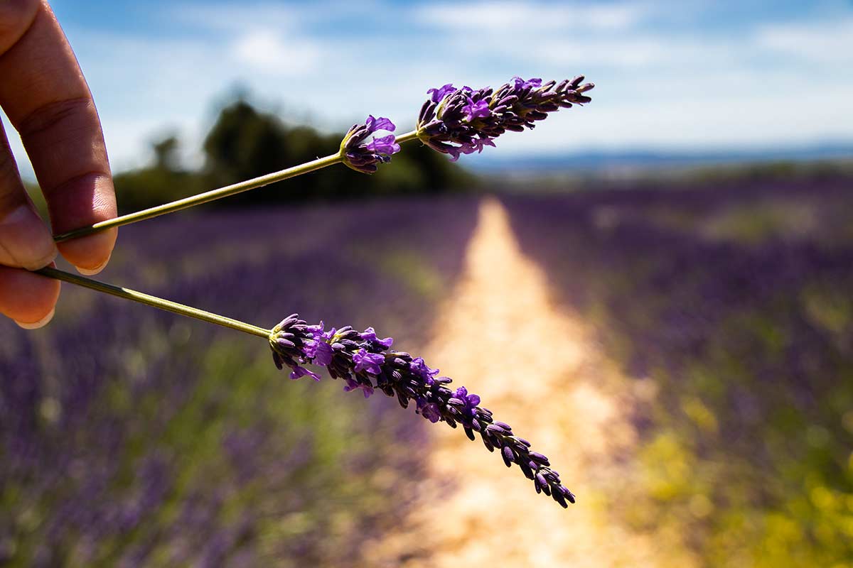 Lavanda con steli secchi: cause e rimedi