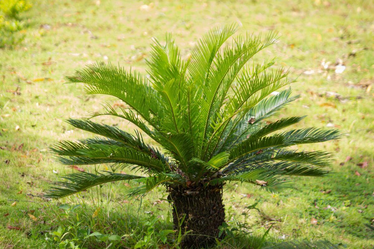 Come moltiplicare la cycas