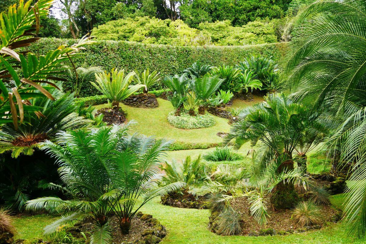 Come moltiplicare la cycas