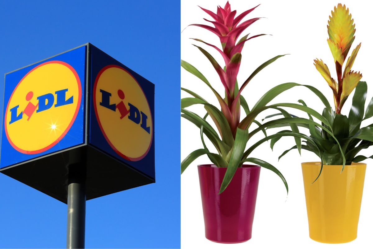 Piante della settimana da Lidl