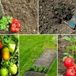 Cosa fare e cosa evitare per coltivare pomodori gustosi