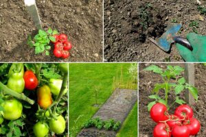 Cosa fare e cosa evitare per coltivare pomodori gustosi