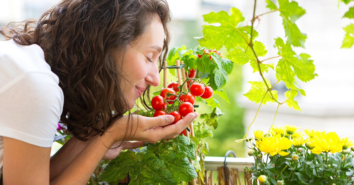 Cosa fare e cosa evitare per coltivare pomodori super gustosi