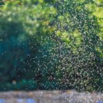 I migliori rimedi naturali per allontanare i moscerini dalla casa e dal giardino