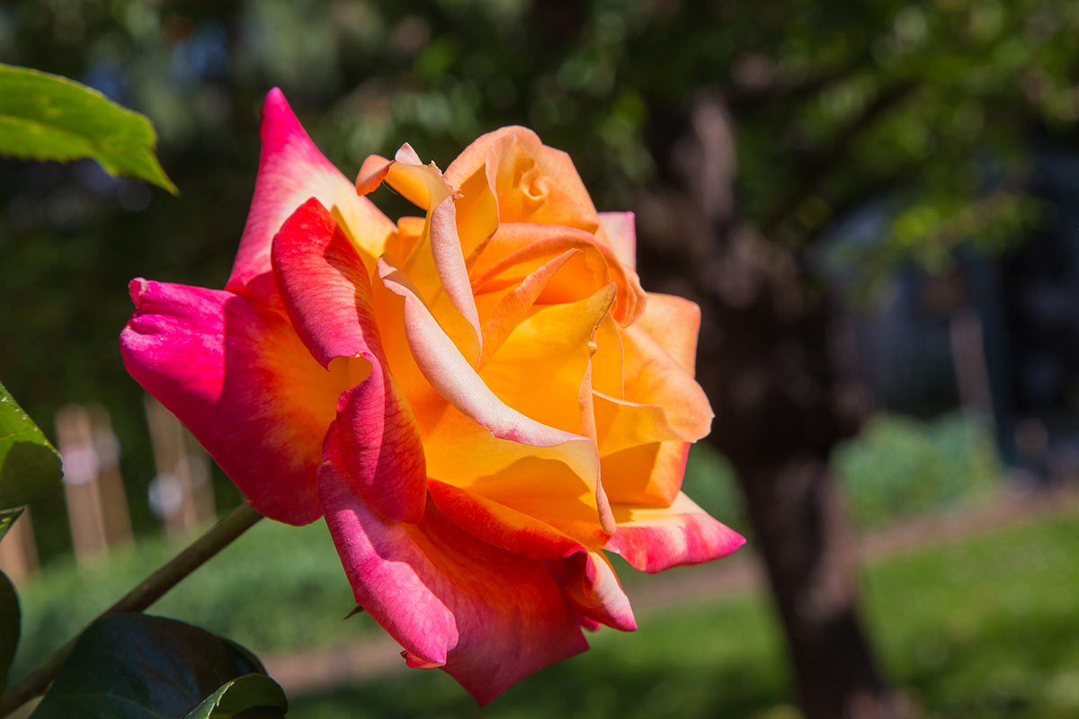 Rose con foglie bucate: cause e rimedi