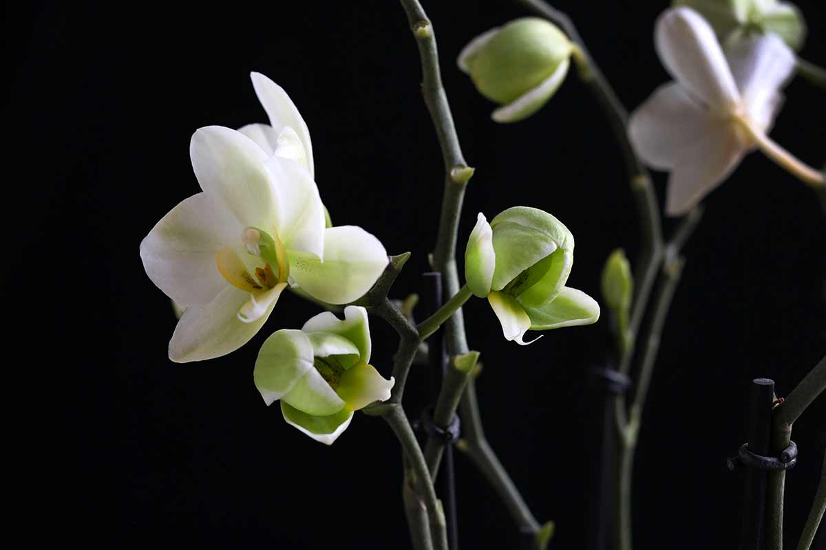 Come rivitalizzare lo stelo secco dell'orchidea