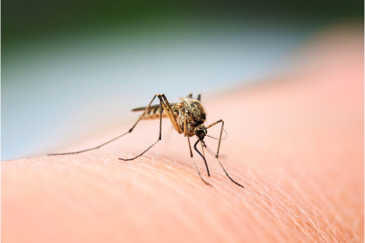 Trucco naturale contro le zanzare