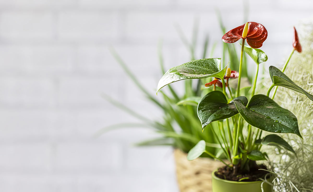 Cause e rimedi contro le foglie gialle dell'Anthurium