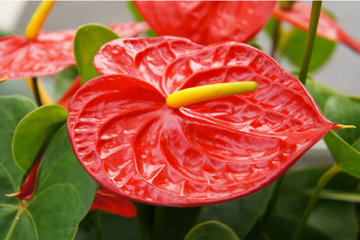 Anthurium con foglie gialle, cause e rimedi