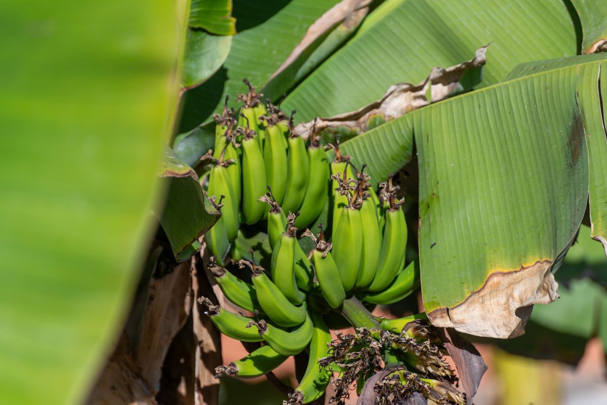 Cause Banano con foglie gialle e secche