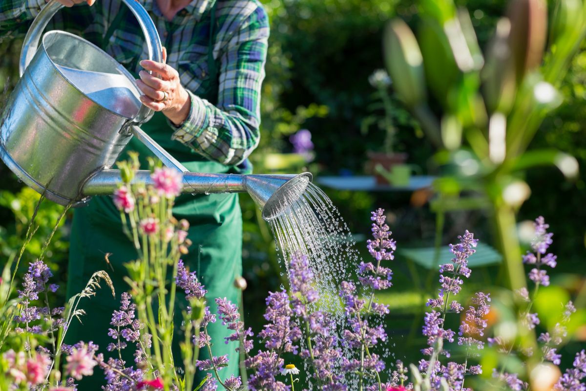 Salvare il giardino dal caldo estremo e dalla siccità