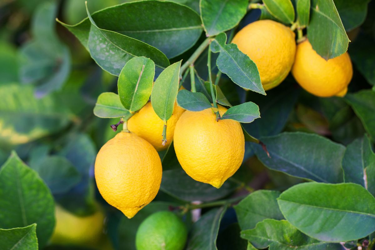 Concime per limoni fai da te