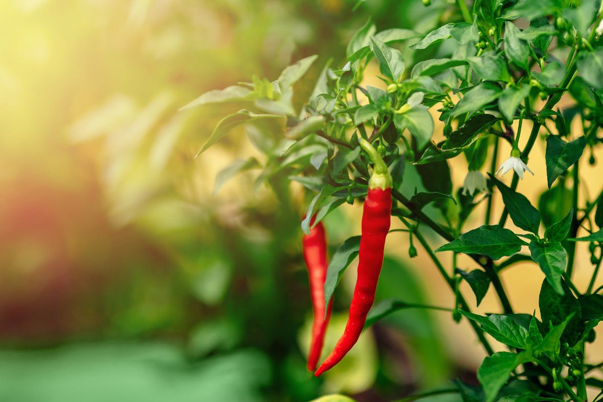 Cosa fare se la pianta di peperoncino si secca