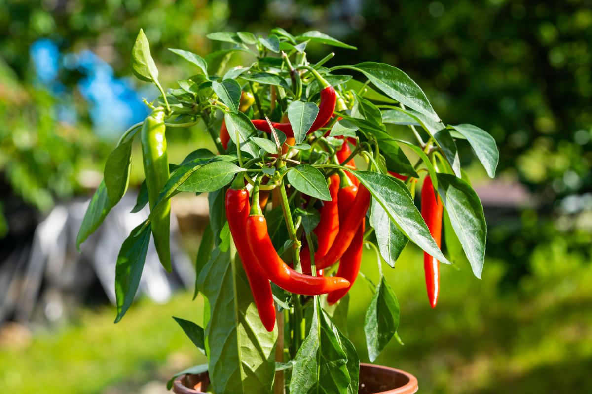 Cosa fare se il peperoncino si secca