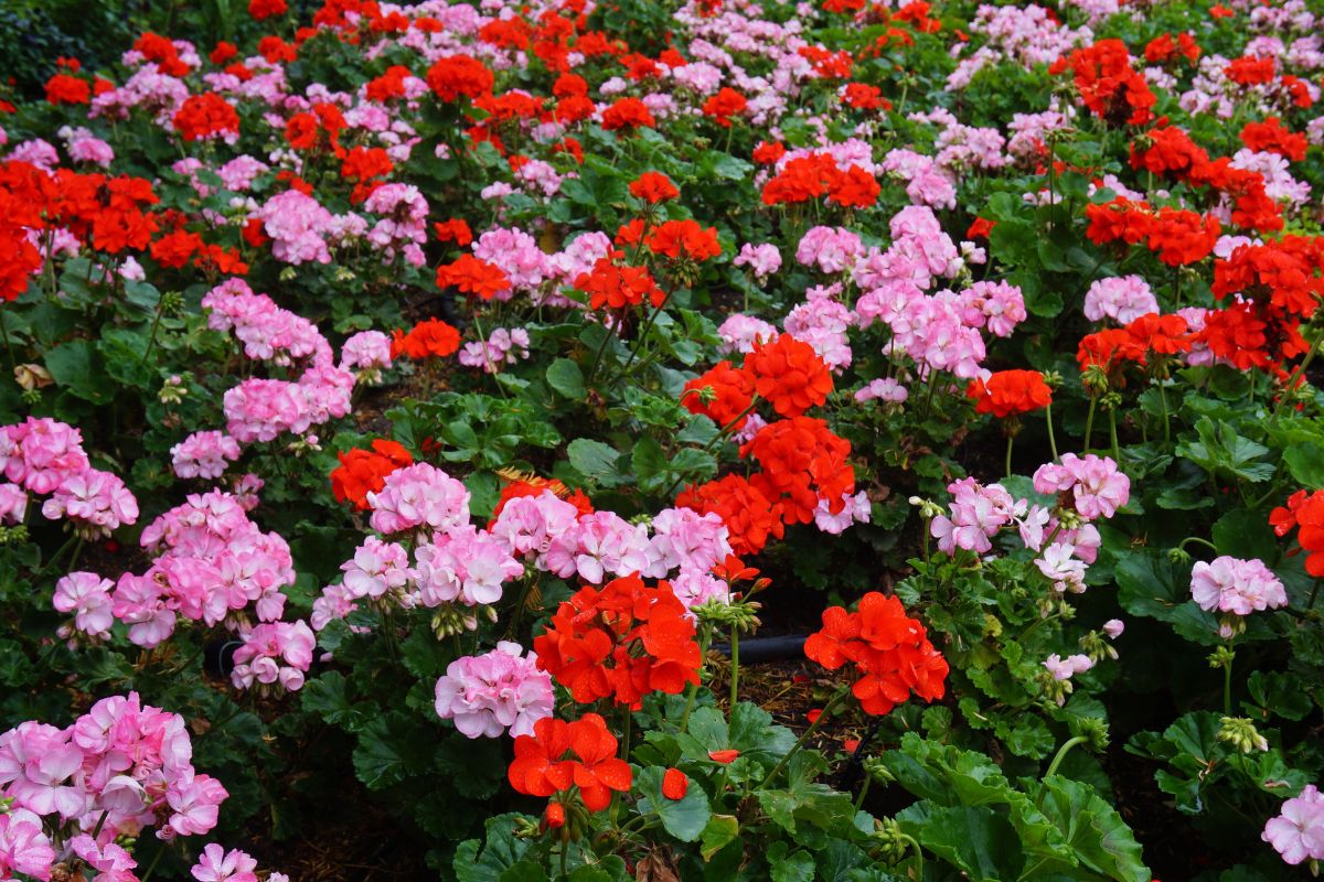 Gerani in sofferenza perché i fiori si seccano