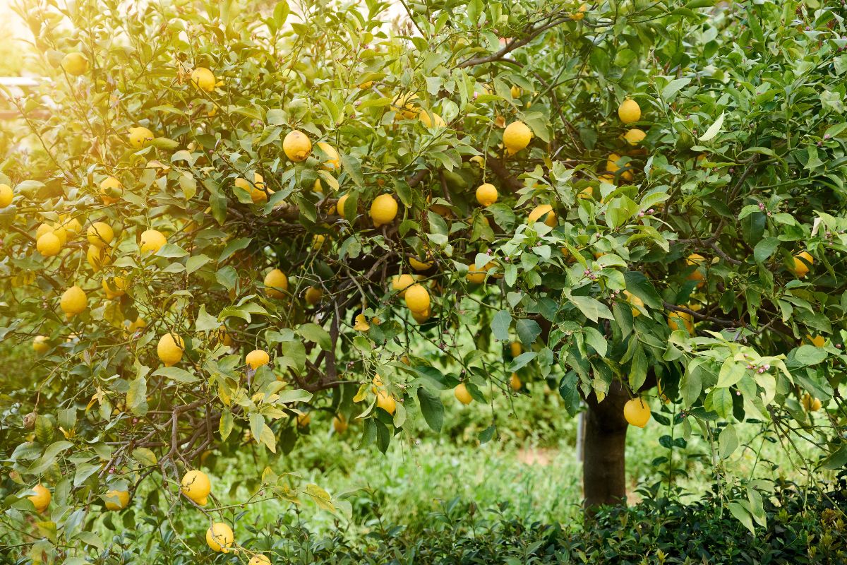 Innaffiare la pianta di limone