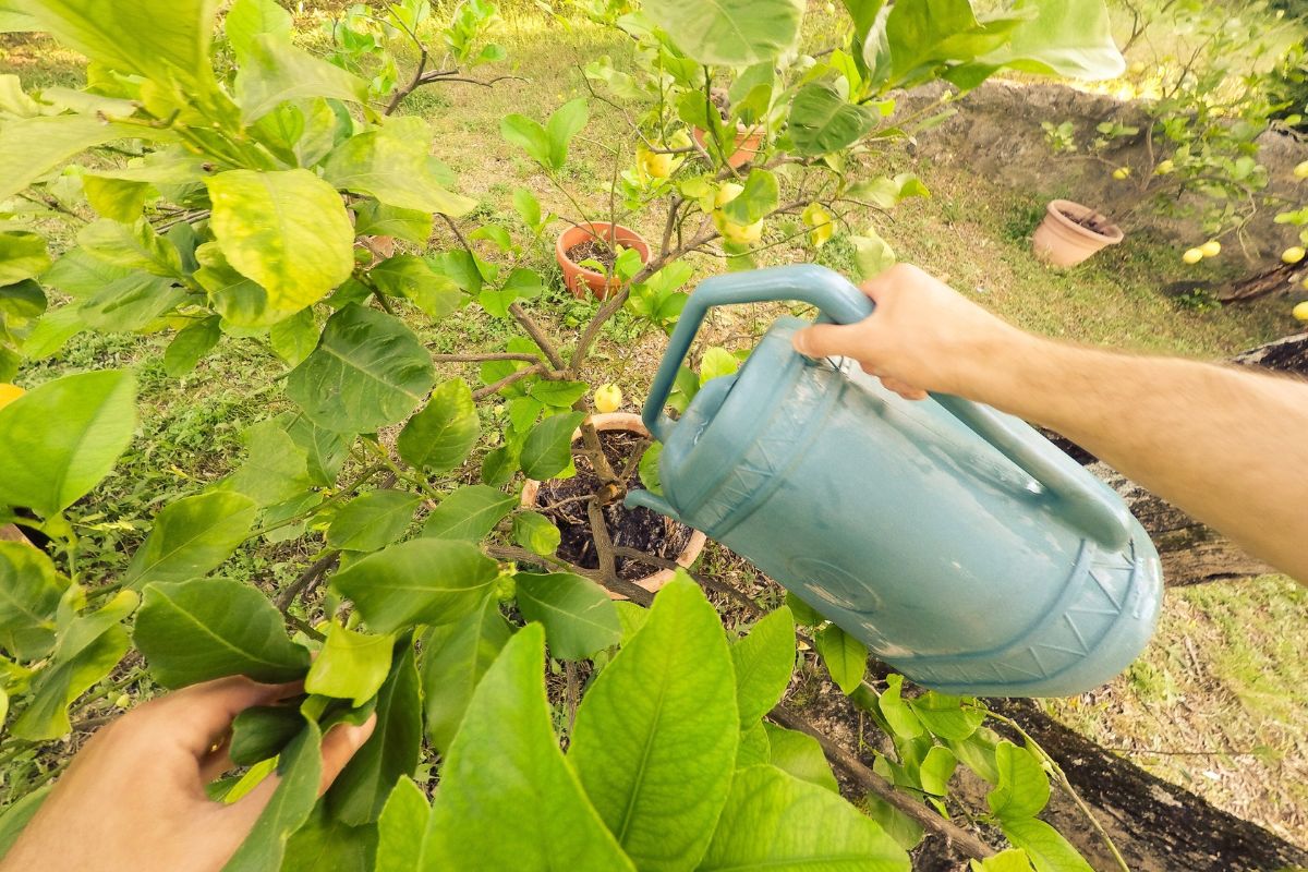 Innaffiare correttamente il limone