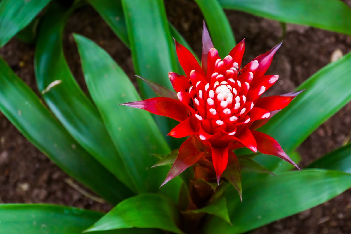 Guzmania moltiplicazione facile e veloce