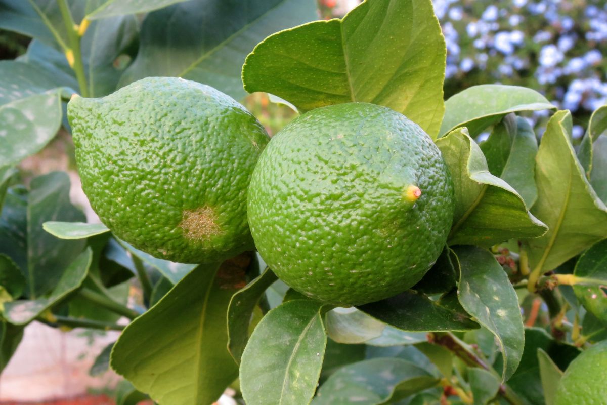 Perché i limoni della pianta restano verdi