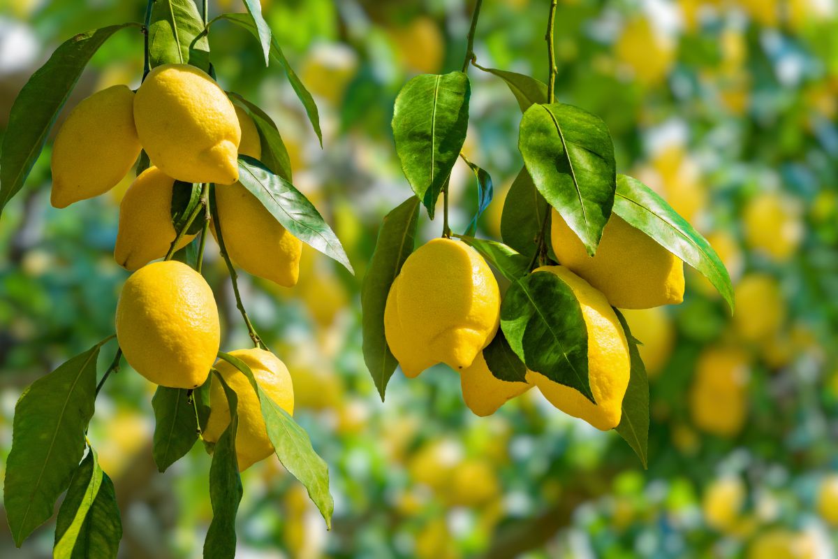 Pianta di limone con foglie arricciate