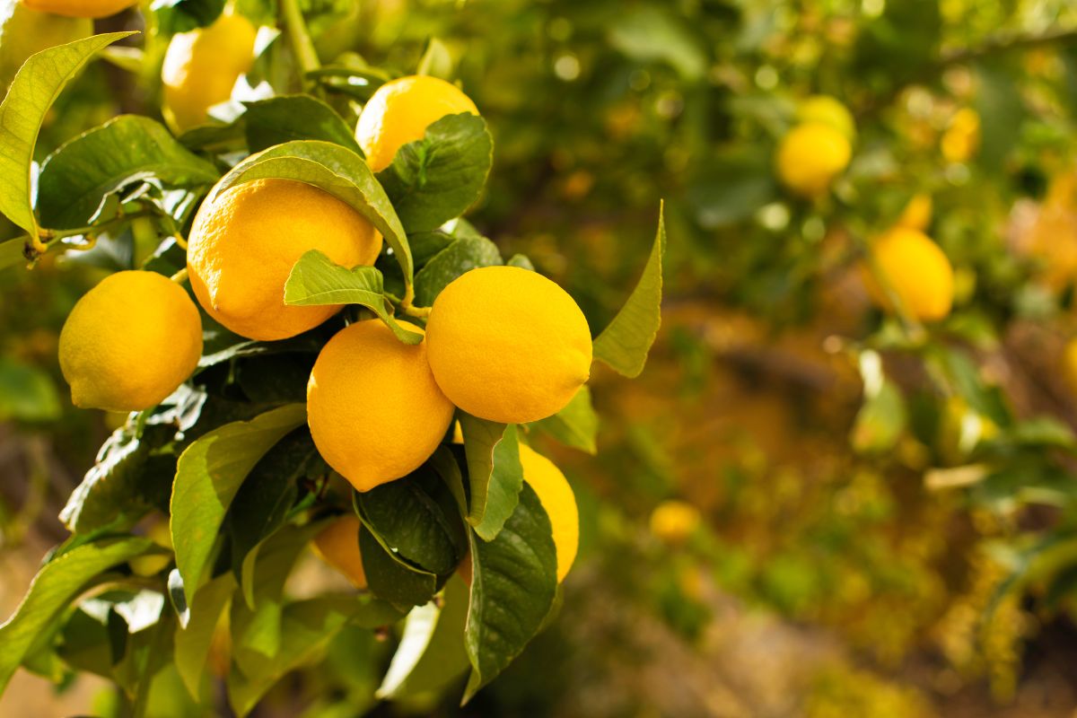 Pianta di limone con foglie arricciate cosa fare subito