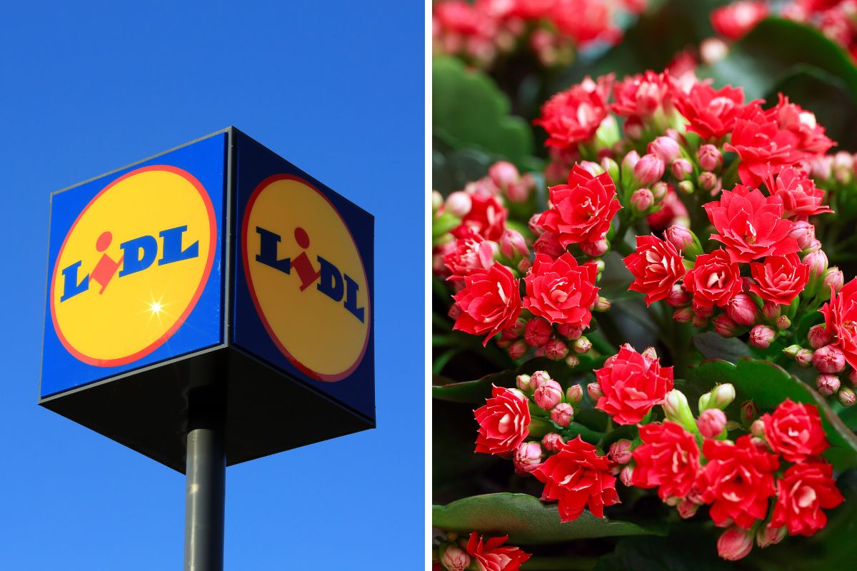 Lidl Piante in offerta nel weekend