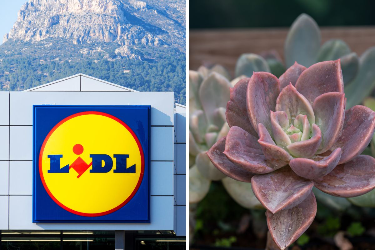 Lidl Piante in offerta