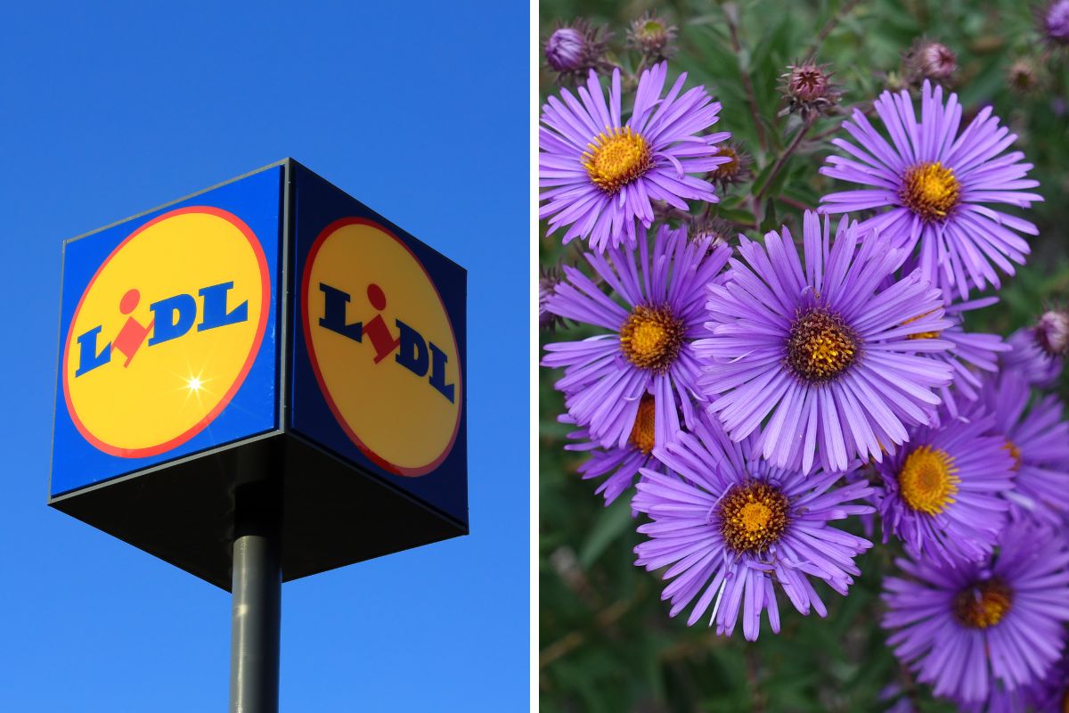 Lidl Piante in offerta nel weekend