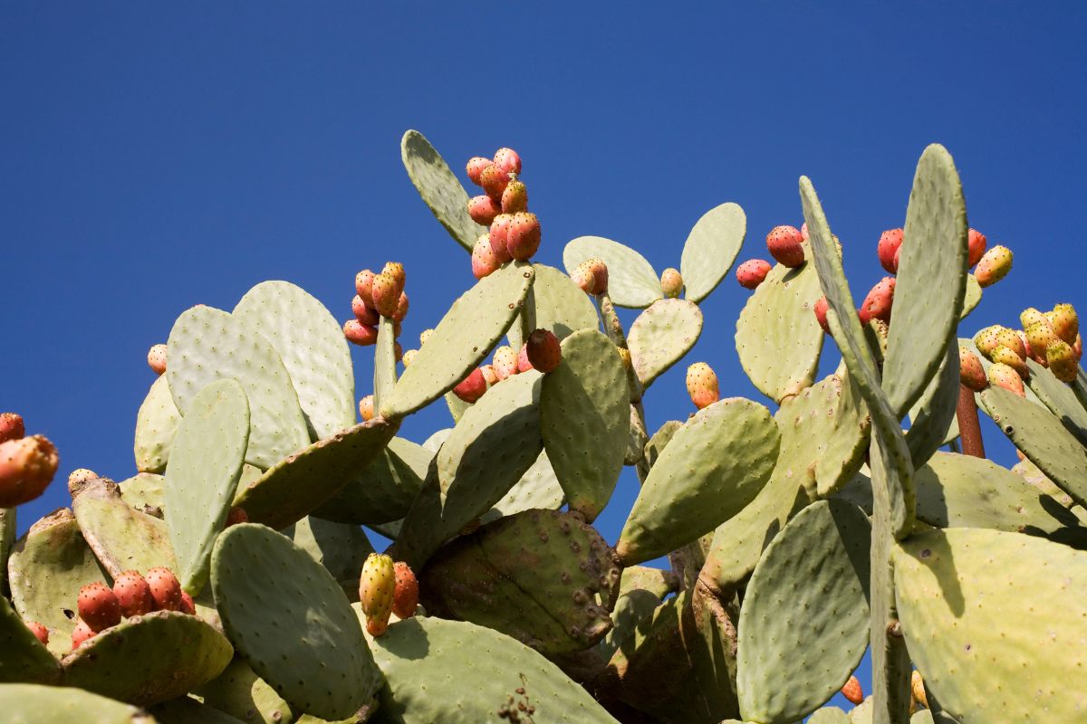 Fichi d’india pro e contro