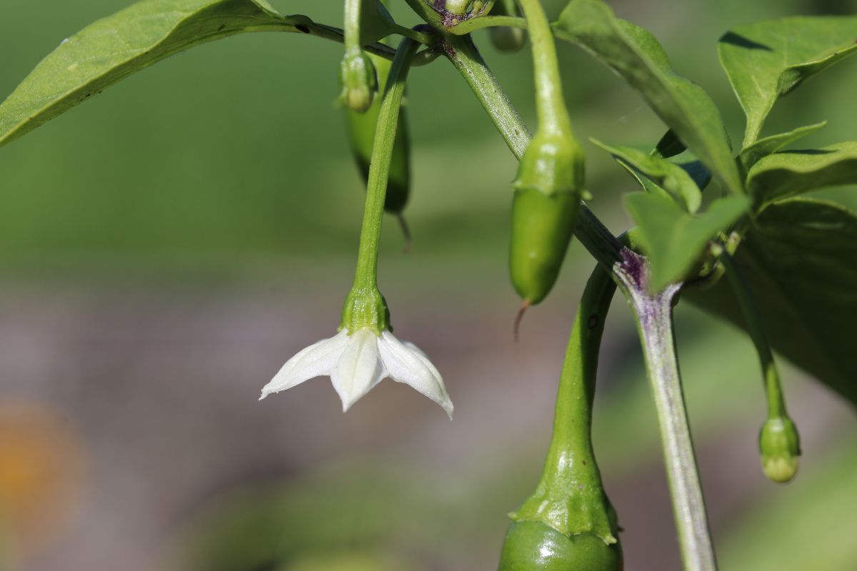 Tempistiche frutti del peperoncino