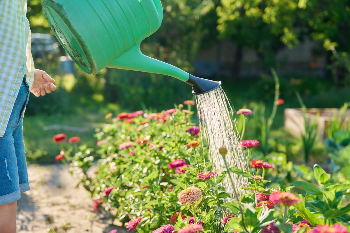 Come salvare il giardino dal caldo estremo e dalla siccità