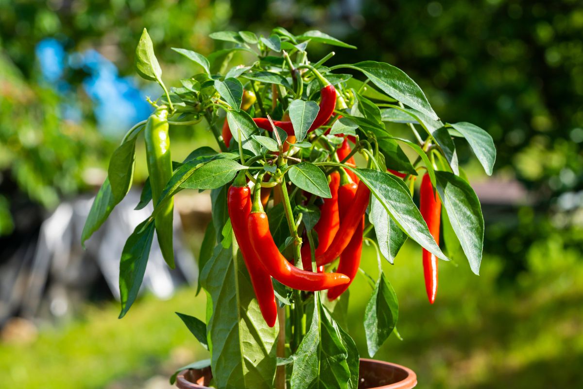 Quanto tempo impiega il peperoncino per produrre frutti