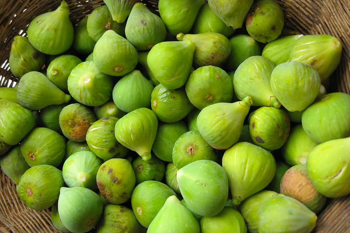 Come congelare i fichi del tuo albero