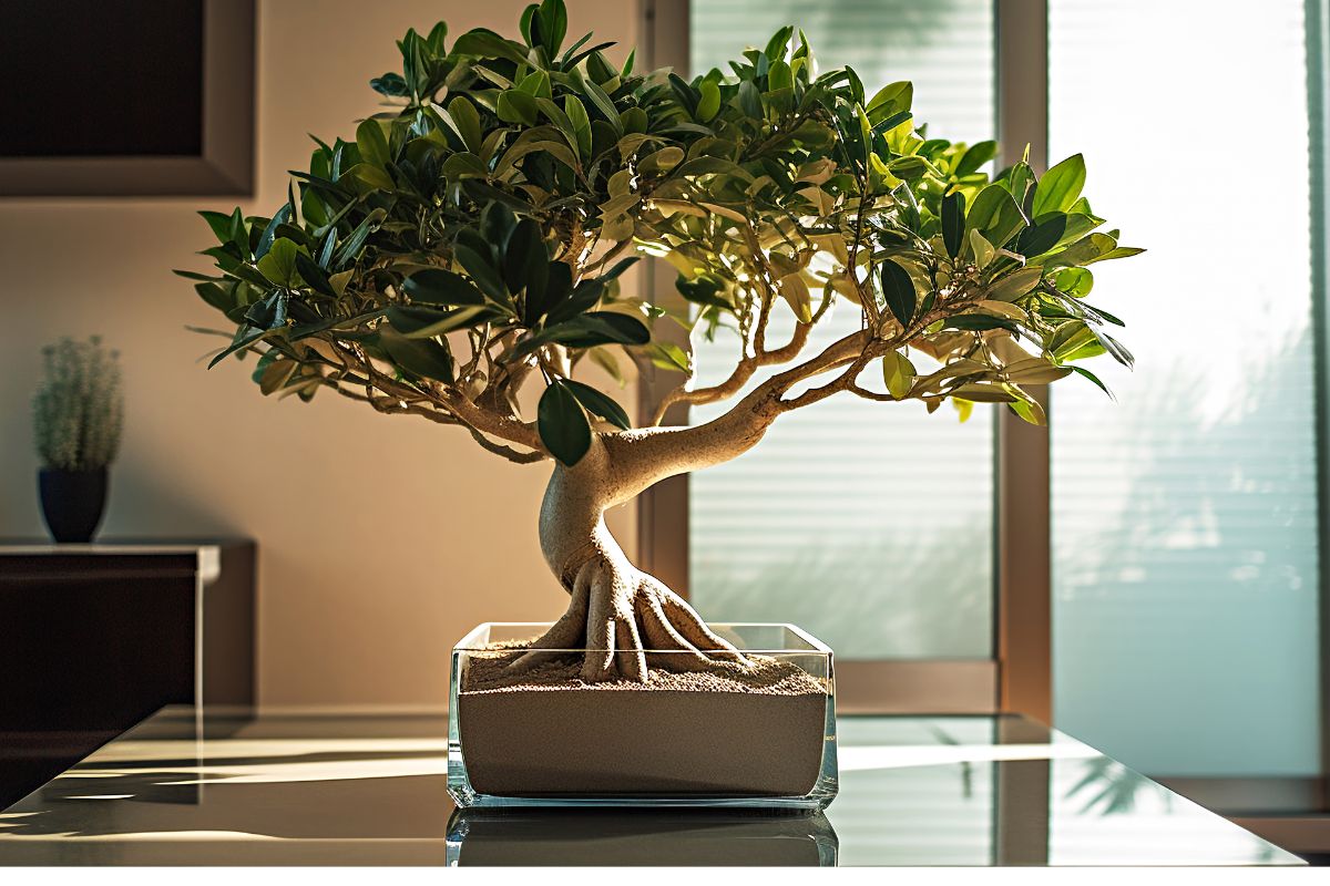 Rimedi per il ficus bonsai con foglie secche