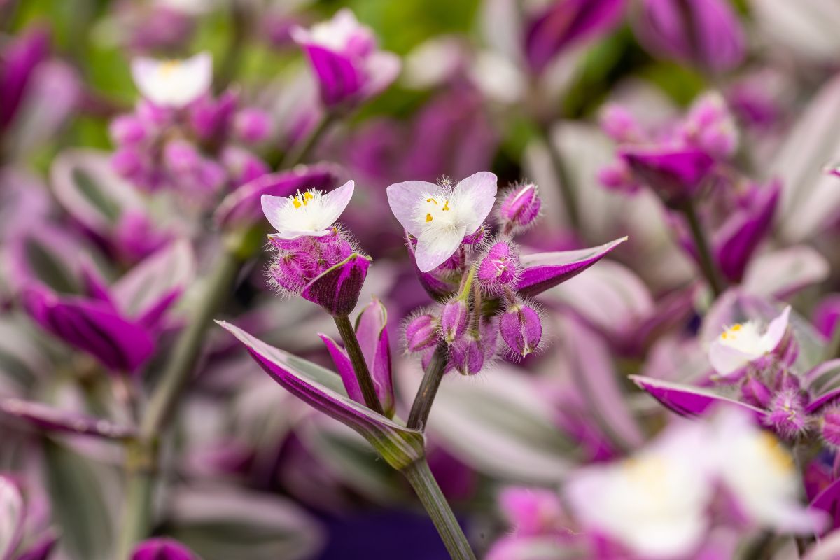 Le migliori soluzioni per regalare fiori in occasione di un matrimonio