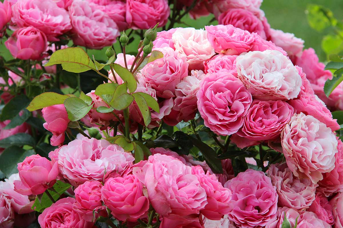 I migliori fiori da regalare in occasione di un matrimonio