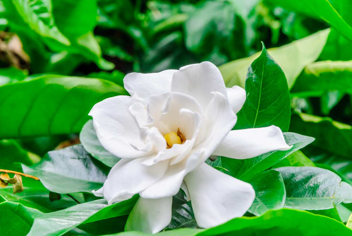 Gardenia, uno dei fiori da piantare in giardino ad agosto