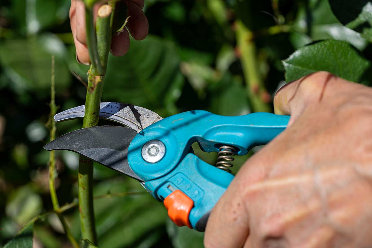 Come prendersi cura del giardino ad agosto