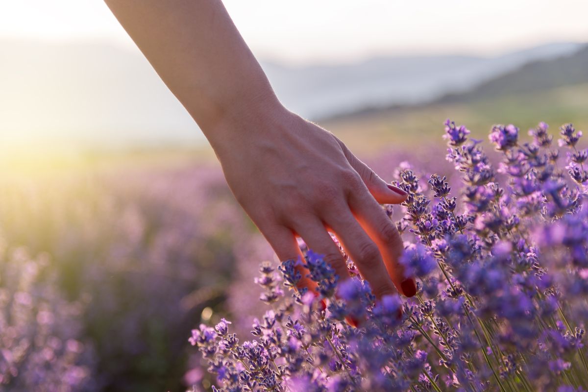 Lavanda secca alla base: cause e rimedi