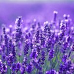 Cause e rimedi per la lavanda secca alla base