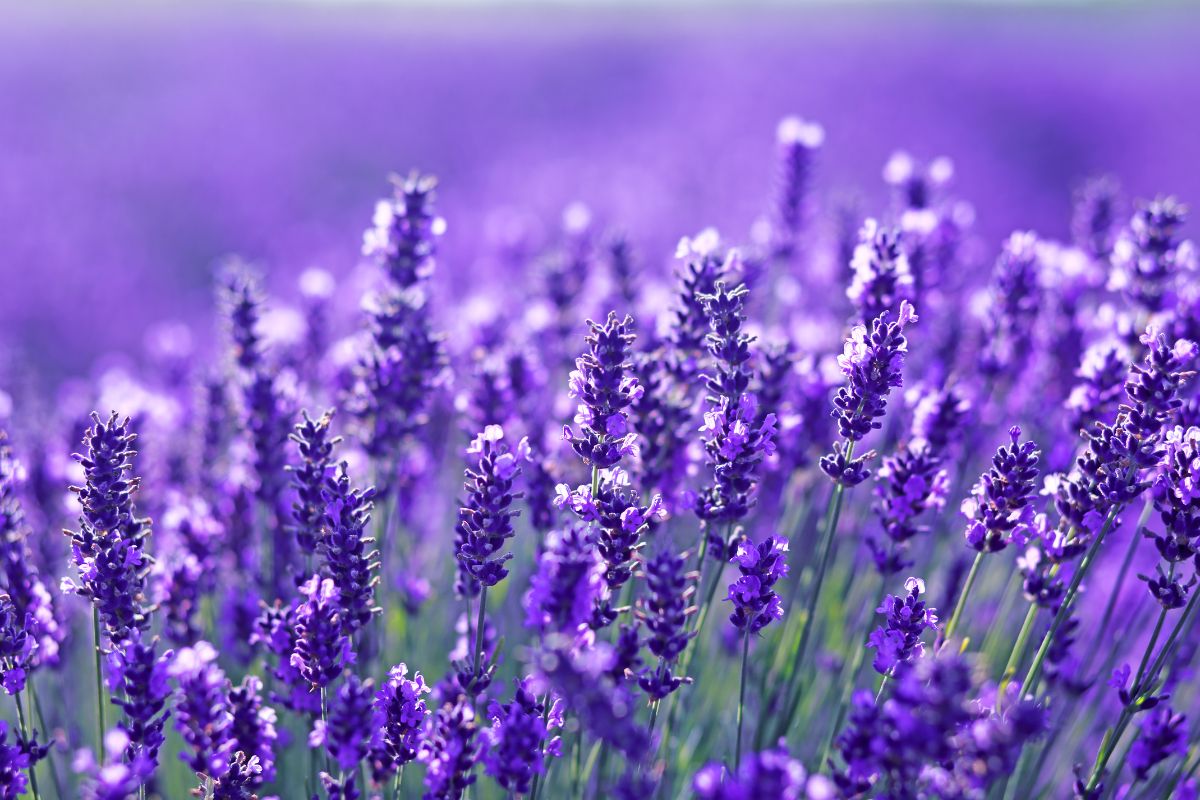 Cause e rimedi per la lavanda secca alla base