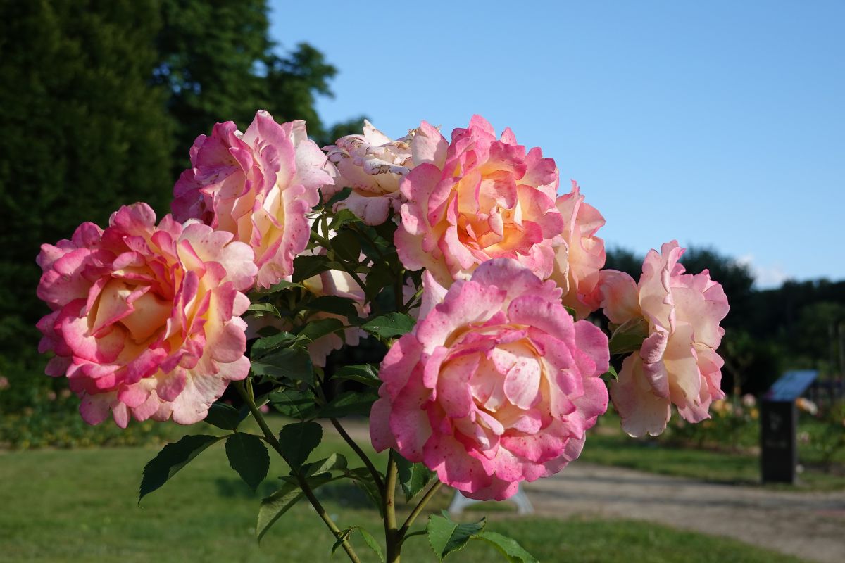 I benefici del lievito per le rose