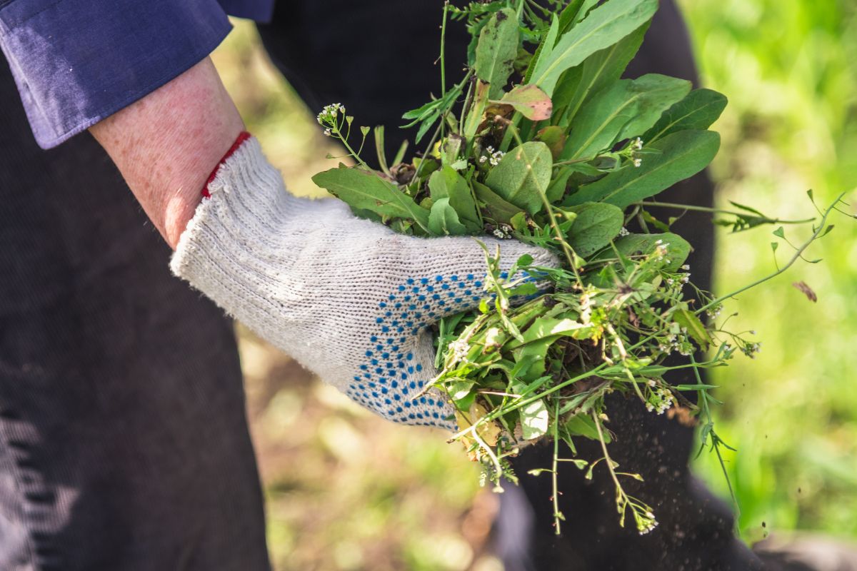 Metodi naturali per eliminare le erbacce