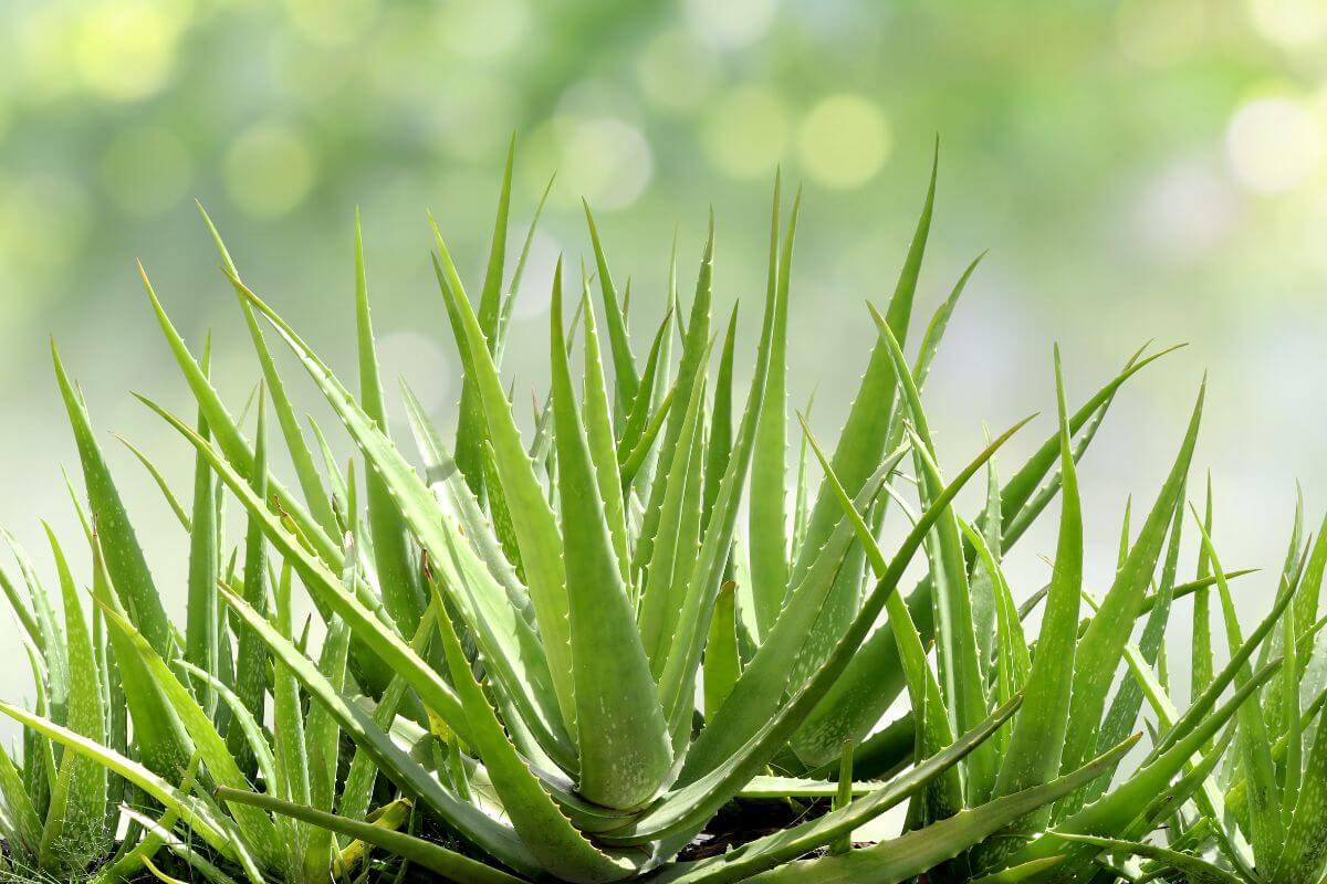 Come moltiplicare l'aloe vera