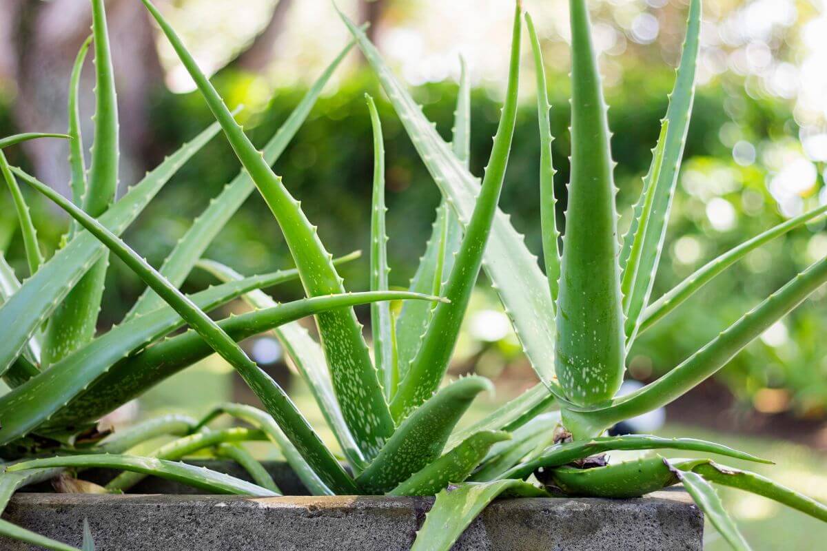 Come moltiplicare l'aloe vera e dividere i germogli