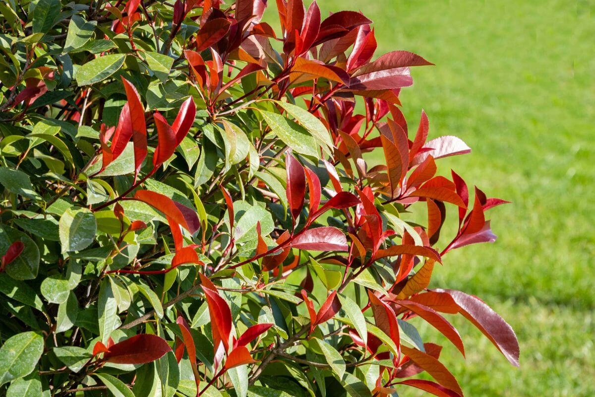 Cause e rimedi per le foglie gialle e macchiate della photinia