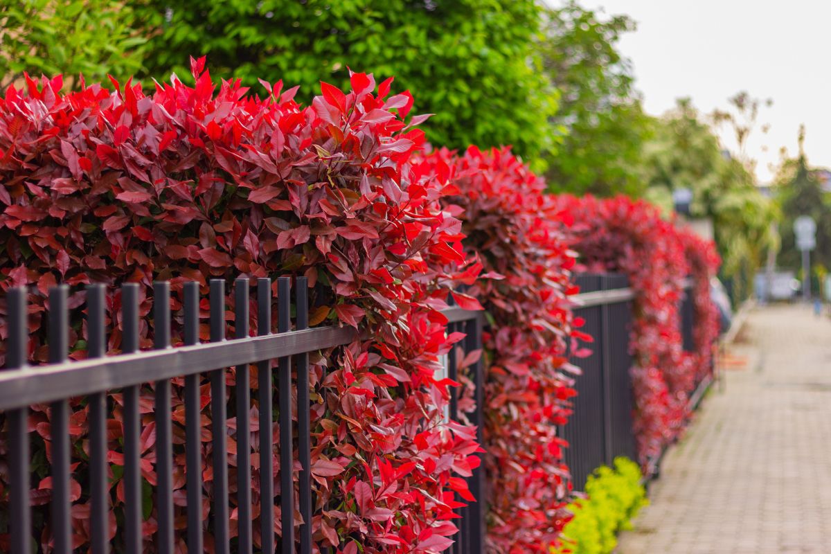 Le cause e i rimedi per la photinia con foglie gialle o macchiate