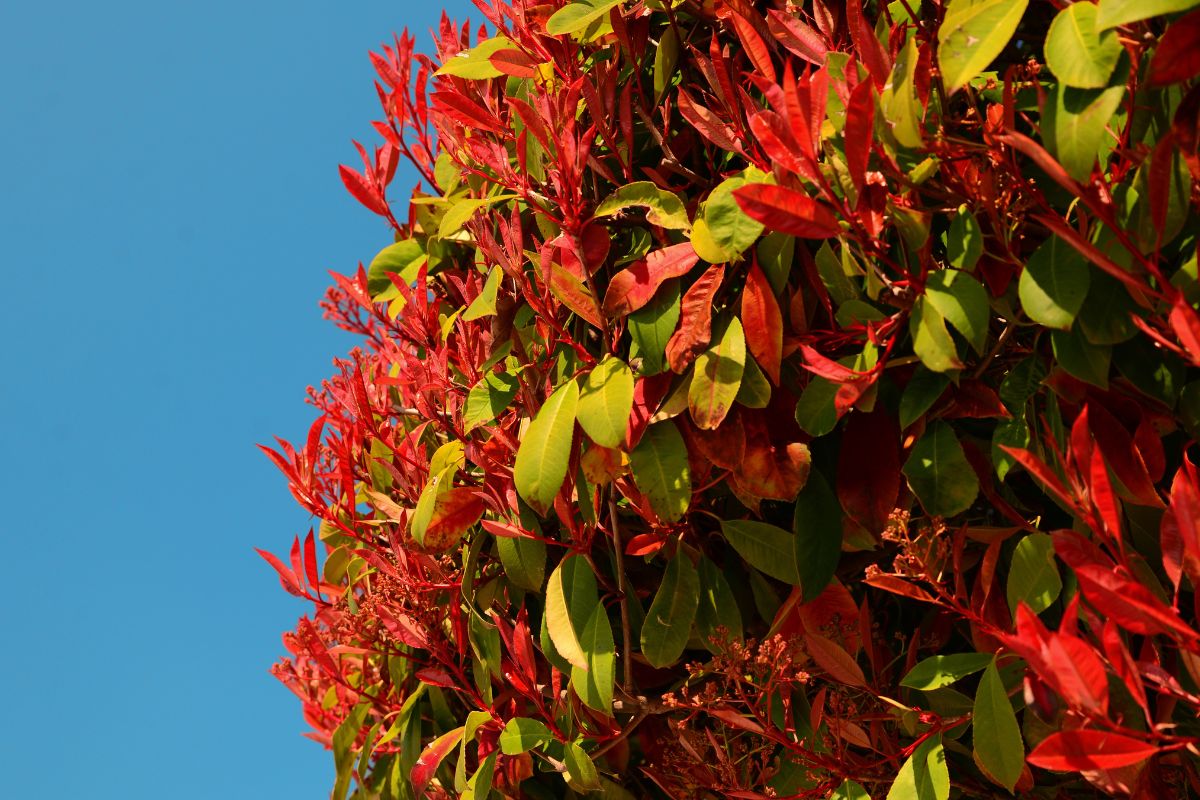 Photinia che perde foglie: cause e rimedi