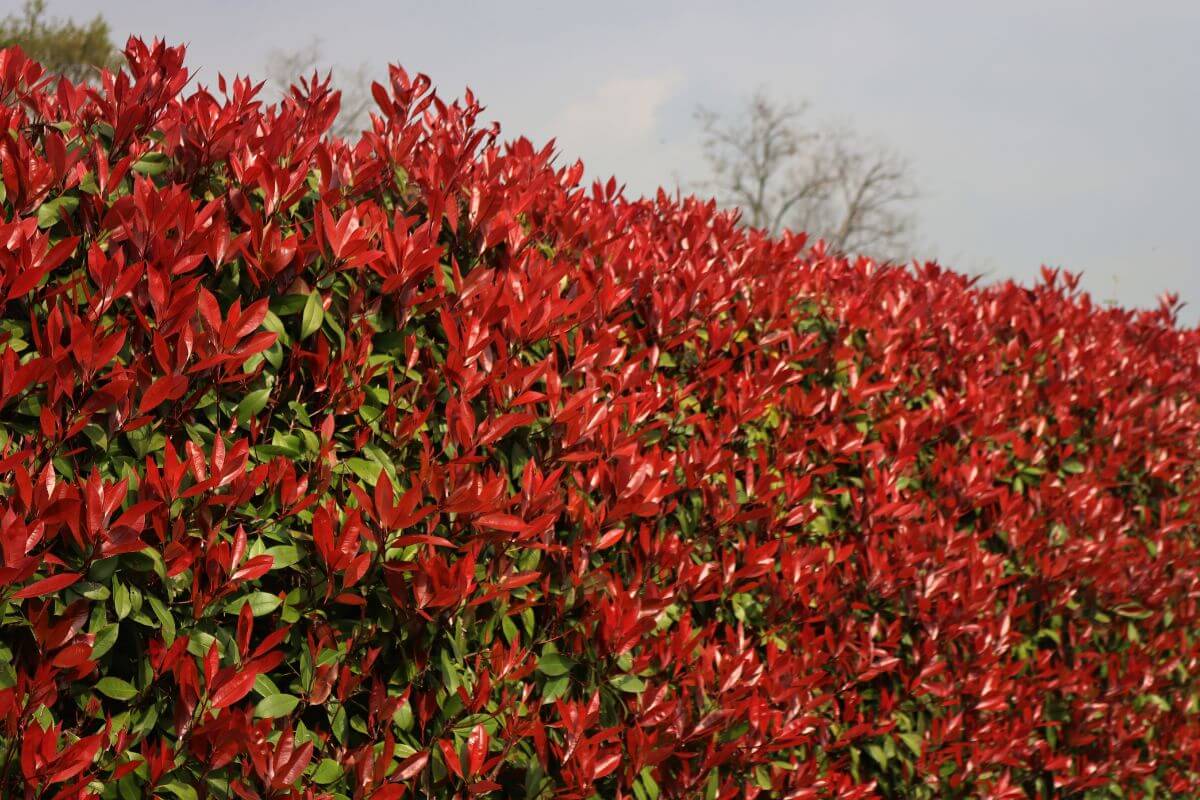 Cause e rimedi per la Photinia che perde foglie